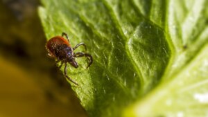 U Beogradu će danas, 16. oktobra, na više lokacija biti organizovana akcija suzbijanja krpelja na javnim površinama, najavili su nadležni.
