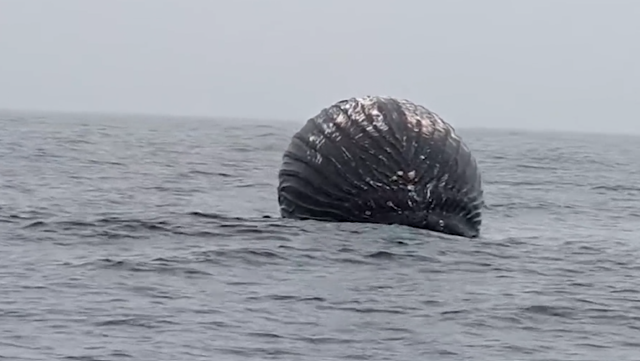 "Ribar sam 27 godina i nikada nisam video ovo": Norvežanin otkrio šta je crna kugla koju je ugledao u vodi 1