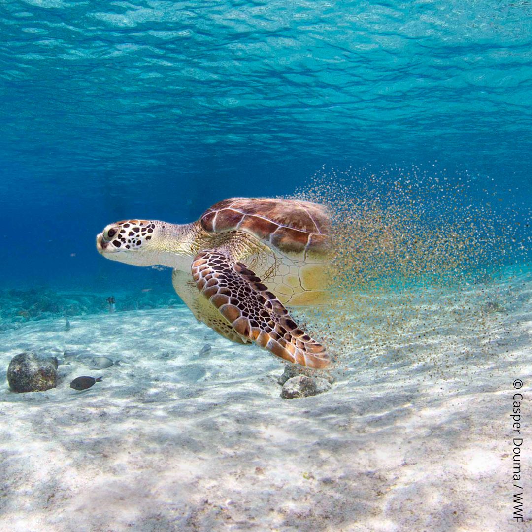 Svetski dan divljih vrsta: U poslednjih 50 godina populacija opala za 69 odsto 2 Svetski dan divljih vrsta: U poslednjih 50 godina populacija opala za 69 odsto 2