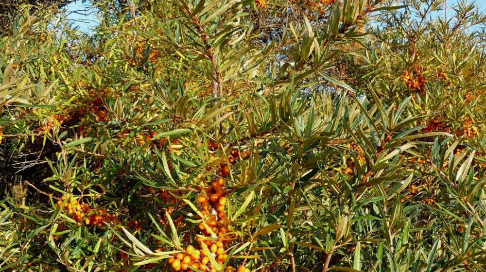 Ova slabo poznata biljka mogla bi da smanji rizik od dijabetesa i gojaznosti 1