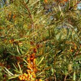 Ova slabo poznata biljka mogla bi da smanji rizik od dijabetesa i gojaznosti 1