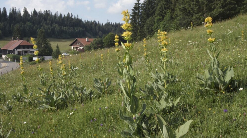 Ova biljka od davnina snižava holesterol i čisti jetru, a kod nas je ima na ovim planinama 1
