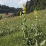 Ova biljka od davnina snižava holesterol i čisti jetru, a kod nas je ima na ovim planinama 7