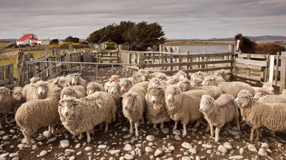 Zašto brojimo ovce kada imamo nesanicu i da li to zaista pomaže? 1