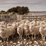 Zašto brojimo ovce kada imamo nesanicu i da li to zaista pomaže? 5