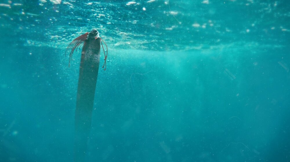 U Jadranskom moru pronađena najduža koštana riba na svetu: "Susreti sa njom su izuzetno retki" 1