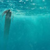 U Jadranskom moru pronađena najduža koštana riba na svetu: "Susreti sa njom su izuzetno retki" 10