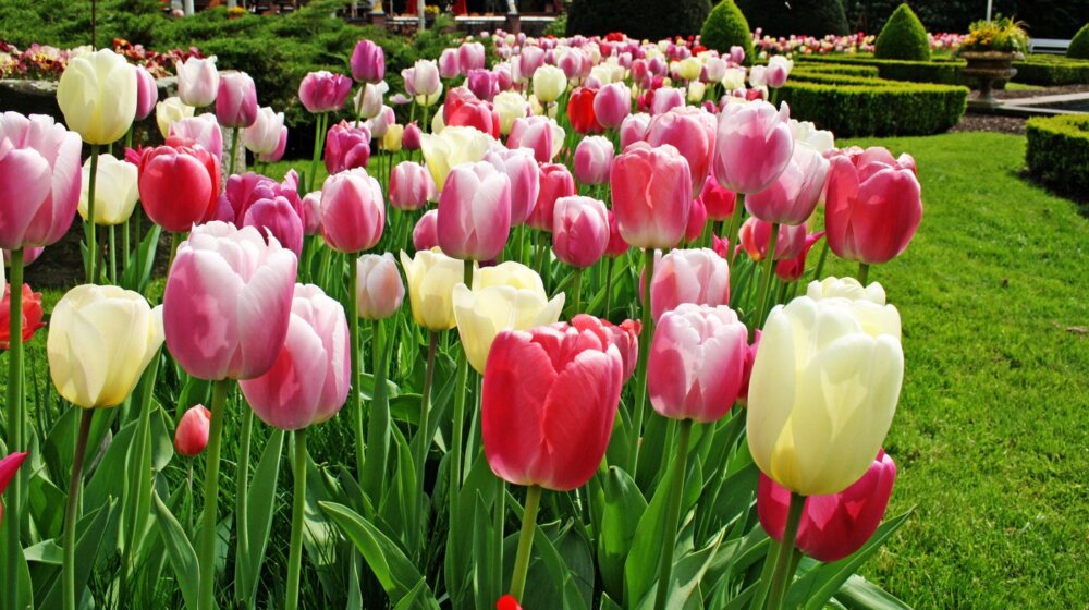 Danas je prvi dan proleća, a evo zašto godinama dolazi dan ranije 1