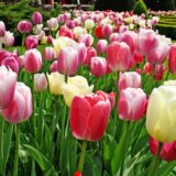 Danas je prvi dan proleća, a evo zašto godinama dolazi dan ranije 3