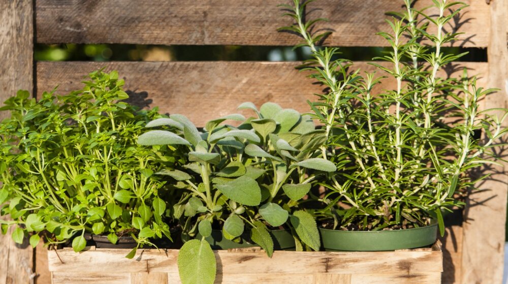 Ova biljka je spas za srce i visok pritisak, a može da spreči i nastanak nekoliko tipova raka 1