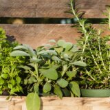 Ova biljka je spas za srce i visok pritisak, a može da spreči i nastanak nekoliko tipova raka 5