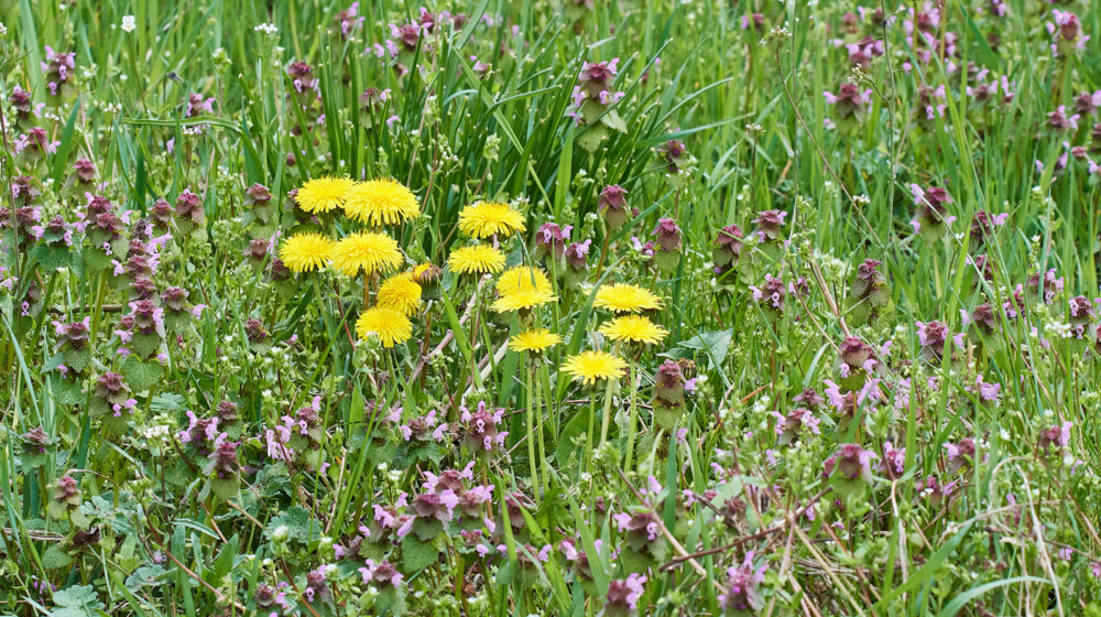 Ova biljka obnavlja krvnu sliku, snižava pritisak i raste na svakom koraku 1