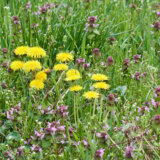 Ova biljka obnavlja krvnu sliku, snižava pritisak i raste na svakom koraku 10