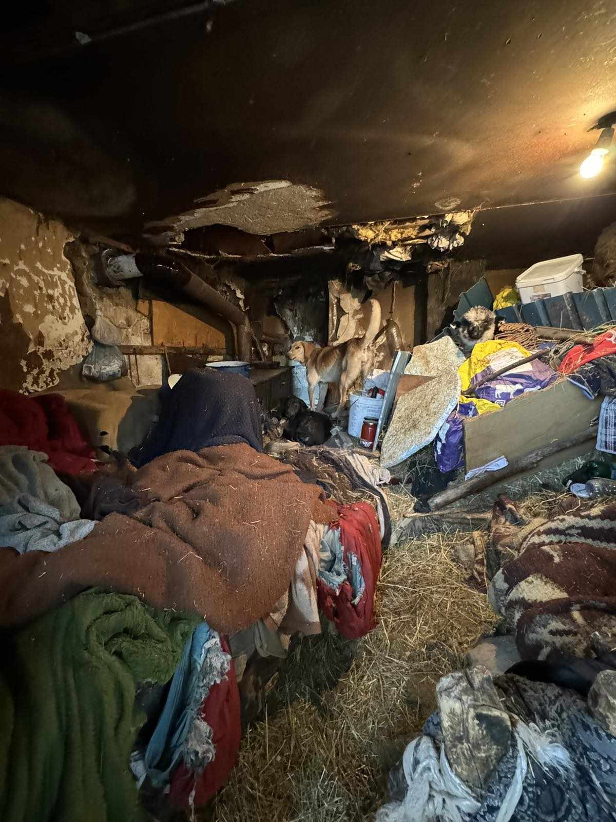 "Spavaju sa ovcama, nemaju čak ni krevet": Sestre Dimitrov žive na ivici egzistencije (VIDEO/FOTO) 6