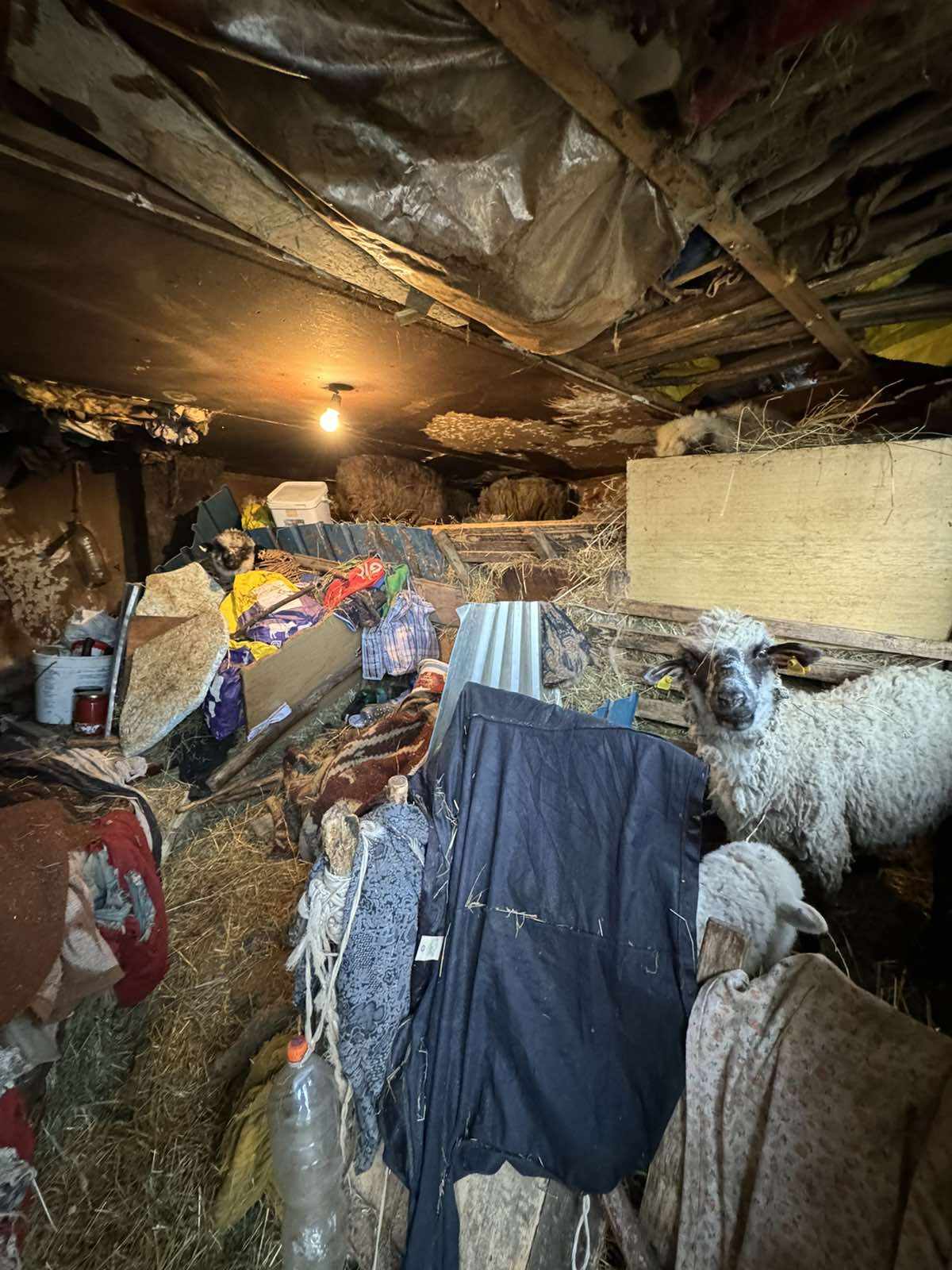 "Spavaju sa ovcama, nemaju čak ni krevet": Sestre Dimitrov žive na ivici egzistencije (VIDEO/FOTO) 4