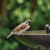 Zašto nema više vrabaca kao nekada? 12