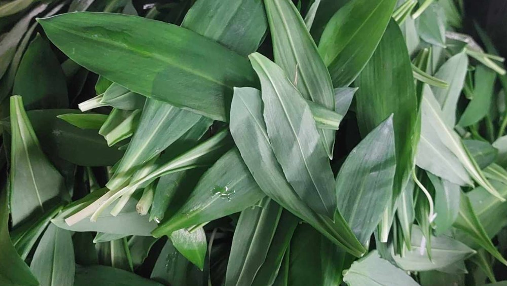 "Ove godine, priroda je bila darežljiva, pa nam je ovo zeleno blago dala petnaestak dana ranije": Sremuš ove godine stigao pre roka 2