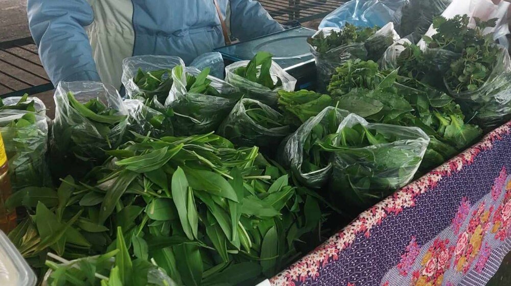 "Ove godine, priroda je bila darežljiva, pa nam je ovo zeleno blago dala petnaestak dana ranije": Sremuš ove godine stigao pre roka 1