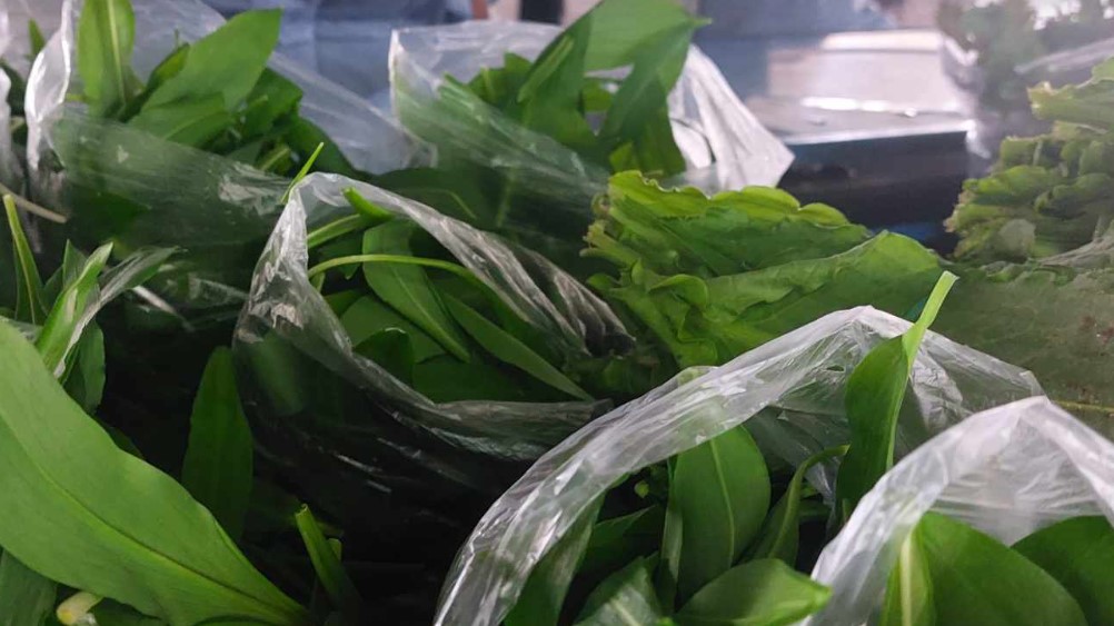 "Ove godine, priroda je bila darežljiva, pa nam je ovo zeleno blago dala petnaestak dana ranije": Sremuš ove godine stigao pre roka 4