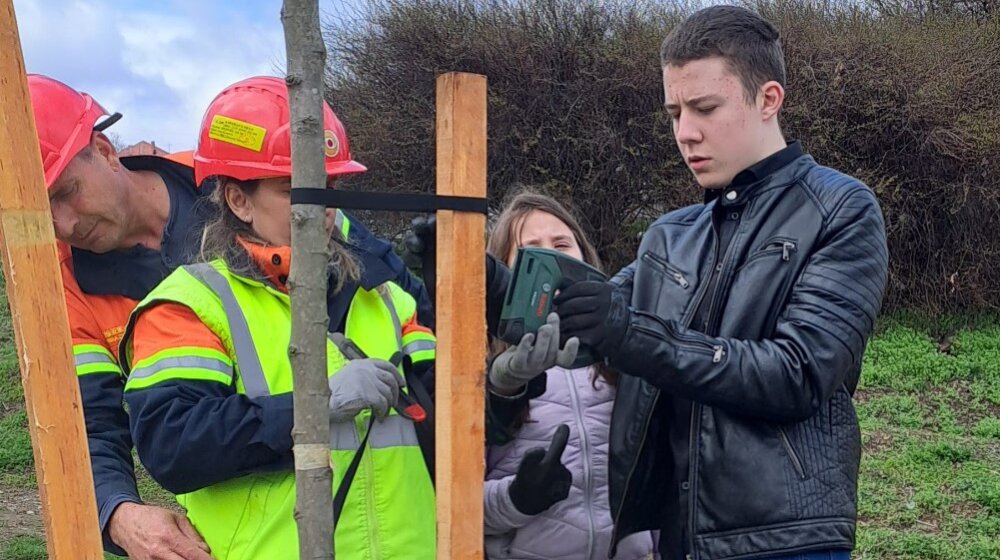 Borski srednjoškolci i osnovci zasadili lipe na dve lokacije 1