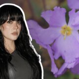 Šta simbolizuje Natalijina ramonda, cvet o kom peva Teya Dora na takmičenju Pesma za Evroviziju 4