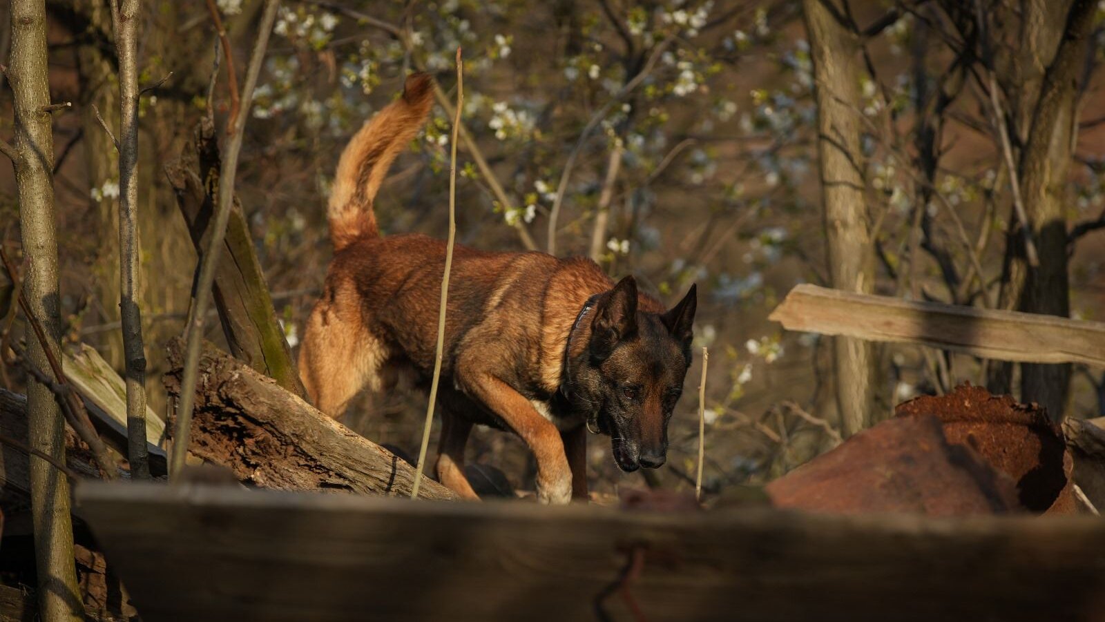 Ko je pas Zigi: Spasavao živote u Turskoj, sada traga za nestalom devojčicom u Banjskom polju (FOTO) 2
