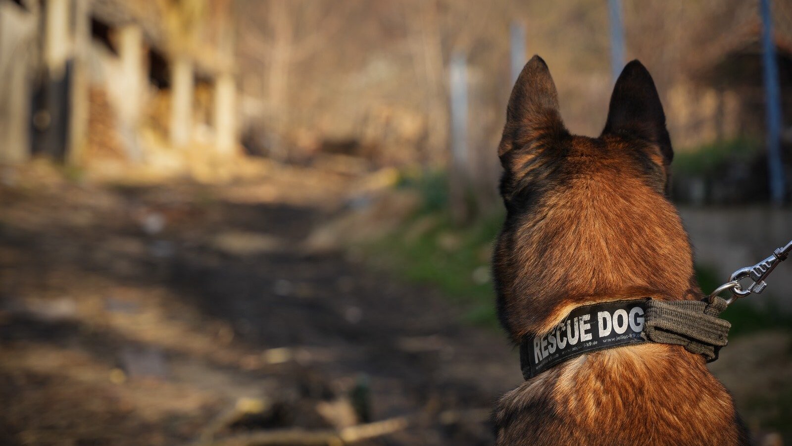 Ko je pas Zigi: Spasavao živote u Turskoj, sada traga za nestalom devojčicom u Banjskom polju (FOTO) 3