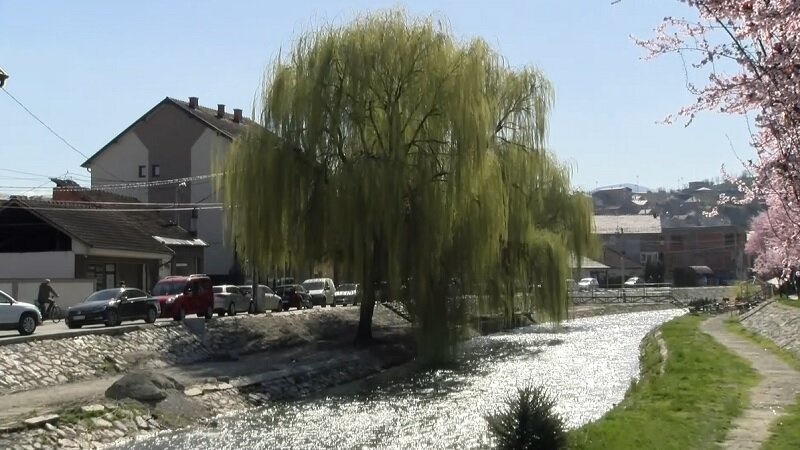 Nevladine organizacije pozvale gradsku upravu da spreči seču vrba u Novom Pazaru 1