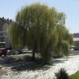 Akcija koja je u Novom Pazaru izazvala negodovanje građana: Nad vrbama sekira se nadvila 3