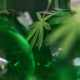 kanabis, legalizacija kanabisa