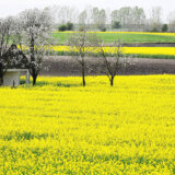 Suša nanela veliku štetu ječmu i uljanoj repici, proizvođači u gubitku 2