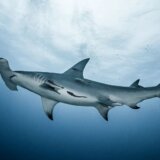 Jaslice za ajkule su možda na korak od blještavila Majamija 4