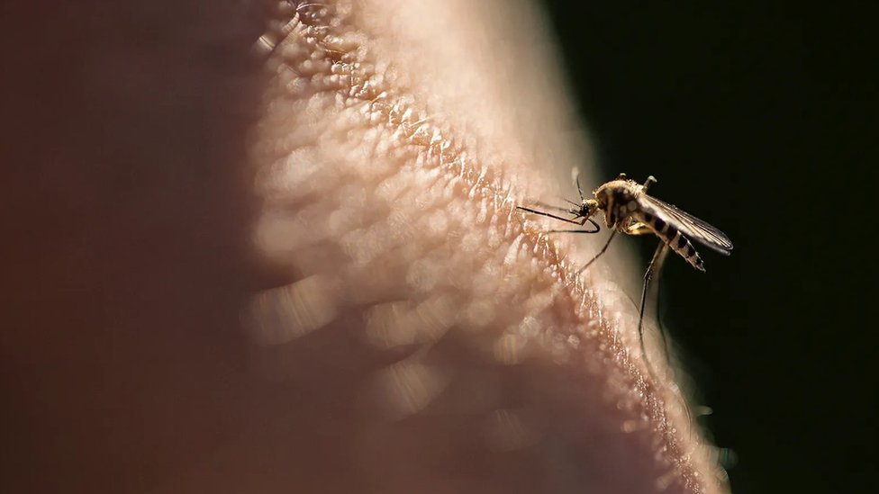 Medicina: Novi lek koji bi mogao da izleči hronični svrab 2 svrab, svrabež, češanje, komarac