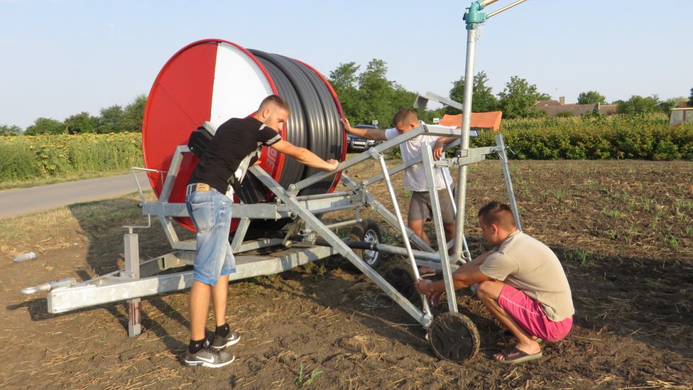 Navodnjavanje kukurza