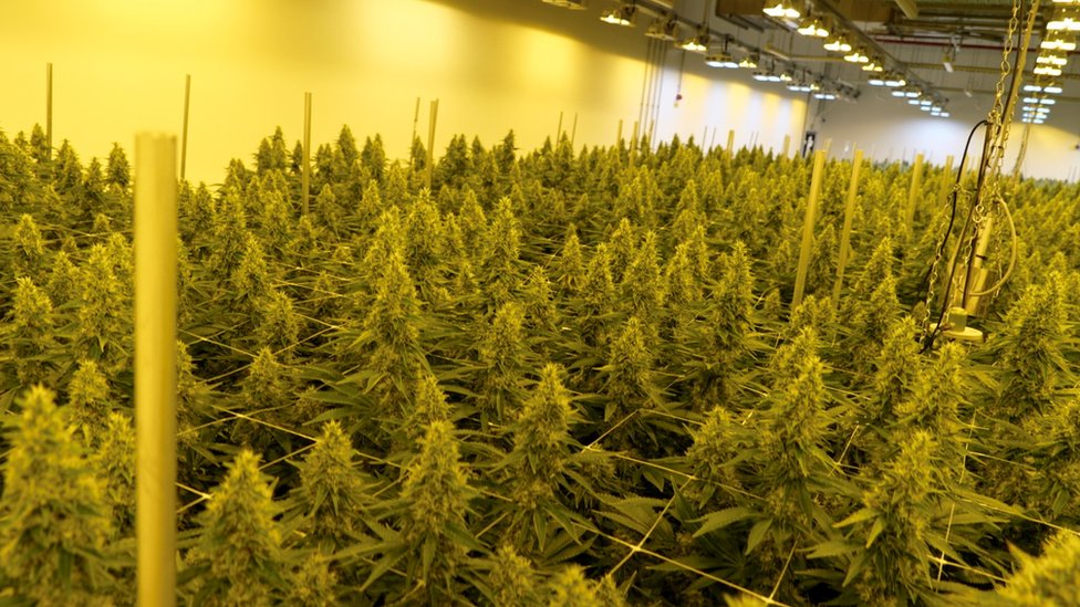 Nemačka: Marihuana delimično dekriminalizovana - šta to znači 2 Kanabis