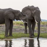Afrika: Odgovor Bocvane na odluku Nemačke da ograniči uvoz lovačkih trofeja - „evo vam 20.000 slonova" 6