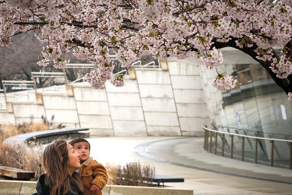 A woman and her child stop to look at Cherry Blossom trees in the Brooklyn borough of New York City, U.S., April 2, 2024.