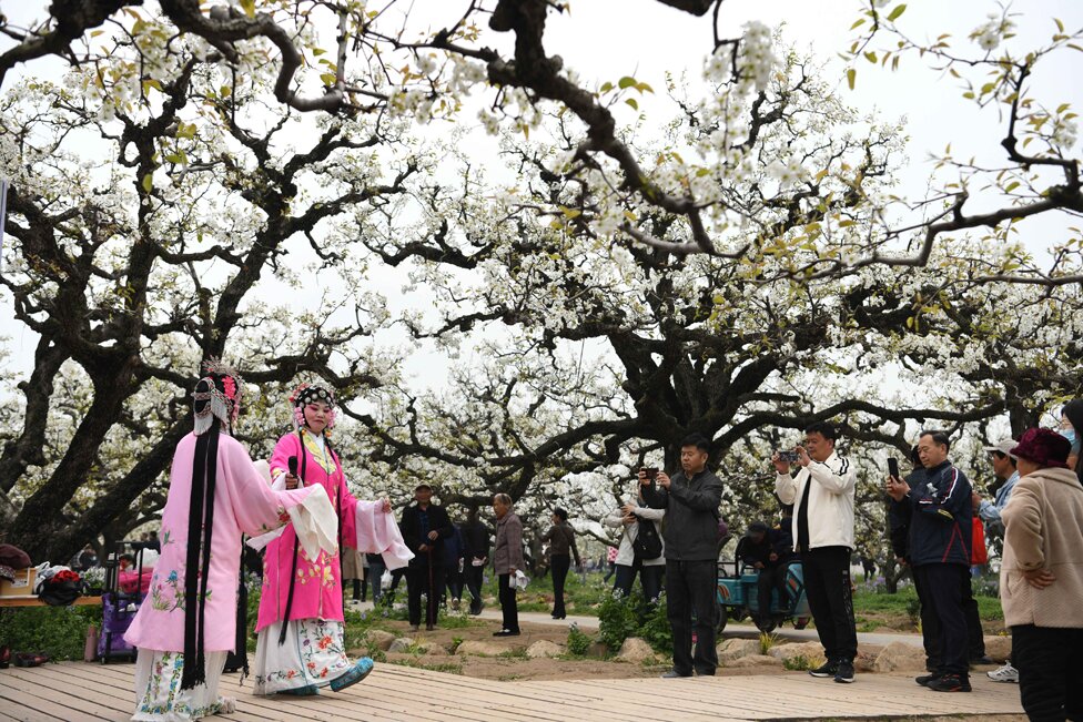 Tourists watch a folk art performance among pear blossoms in Dangshan, east China's Anhui Province, April 2, 2024.