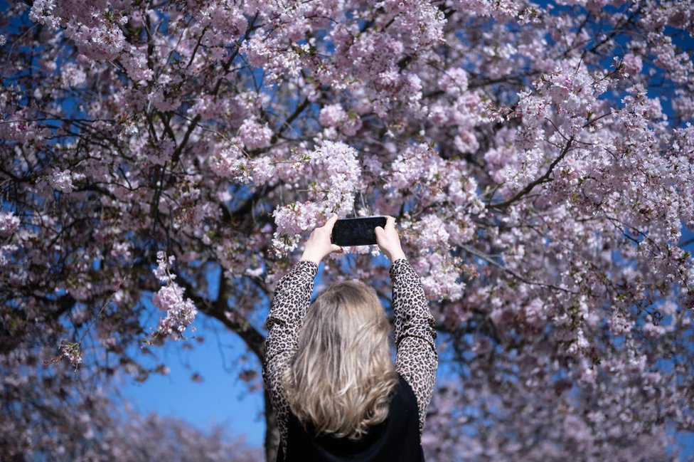 A woman takes pictures of cherry blossoms in the gardens of the Reggia of Venaria Reale near Turin on April 2, 2024