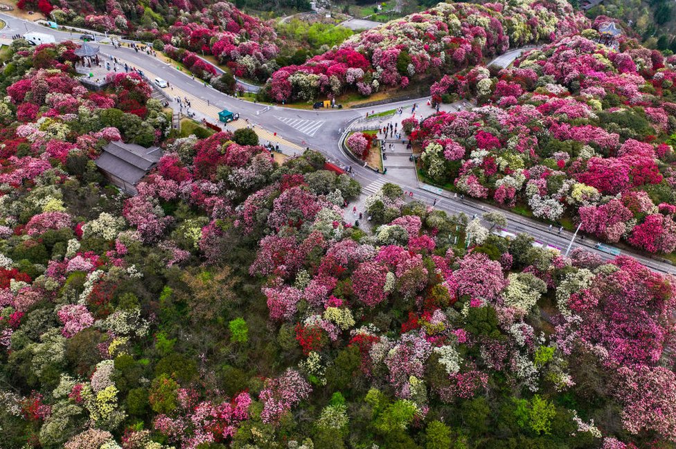 Aerial view of azalea flowers in bloom at the One Hundred Mile Azalea Forest in spring on April 1, 2024 in Bijie, Guizhou Province of China.