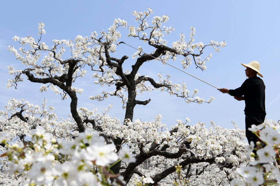 farmer pollinates pear flowers at a pear orchard on April 1, 2024 in Zaozhuang, Shandong Province of China