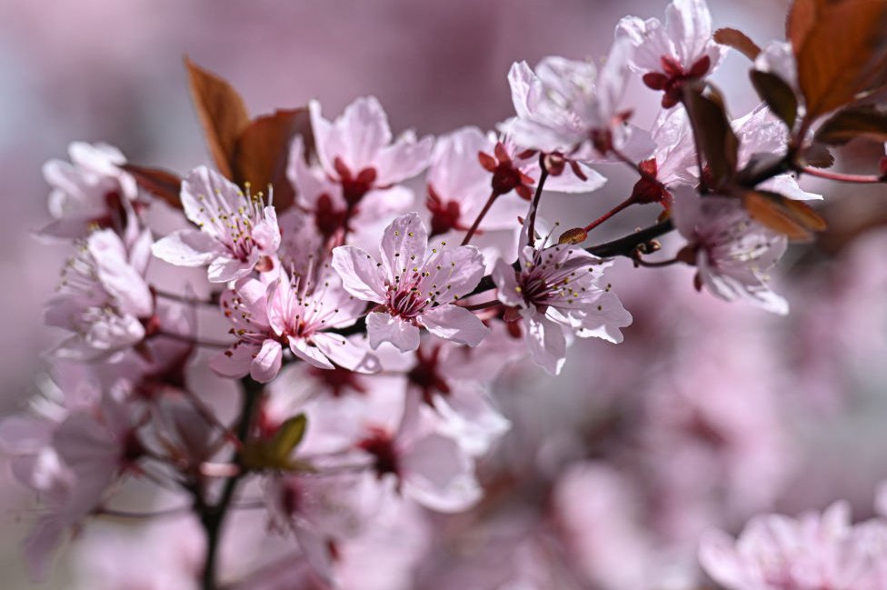 Proleće je stiglo: Prelepi prizori cvetanja u fotografijama 2 The blossoming branches of the trees in Dikmen Valley as the spring arrives in Turkish capital Ankara on April 02, 2024.