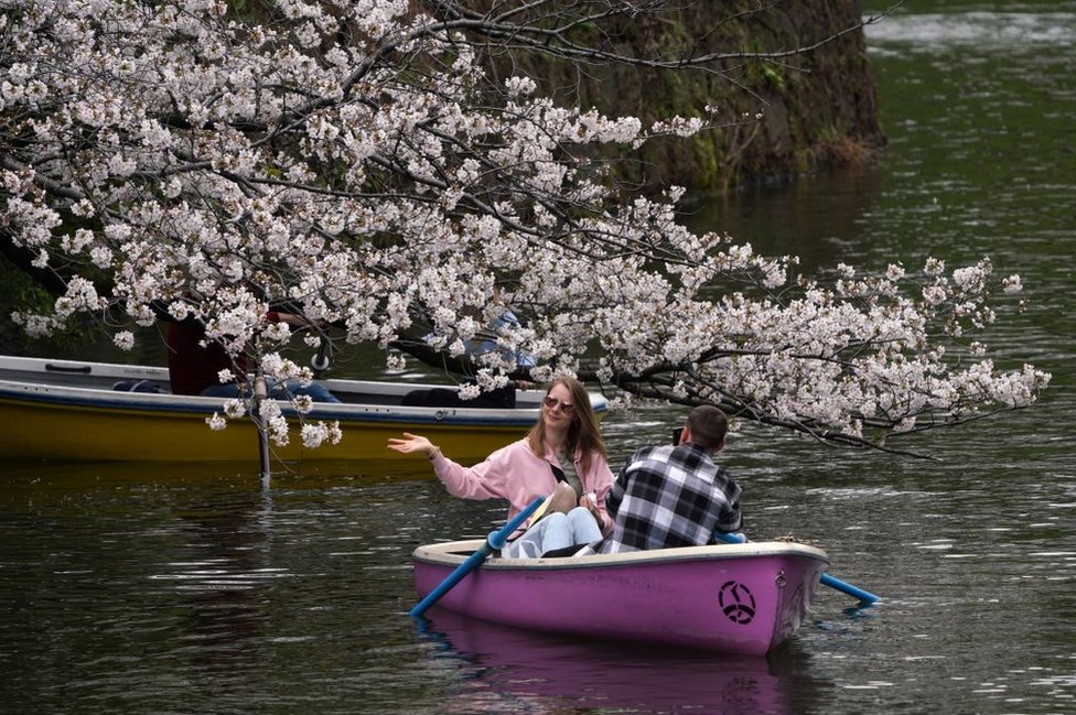 People use boats on Chidorigafuchi, one of the moats around the Imperial Palace, with cherry blossoms in Tokyo on April 4, 2024.