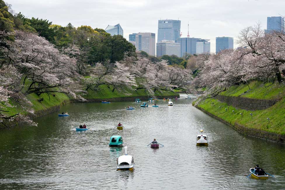 People use boats on Chidorigafuchi, one of the moats around the Imperial Palace, with cherry blossoms in Tokyo on April 4, 2024.