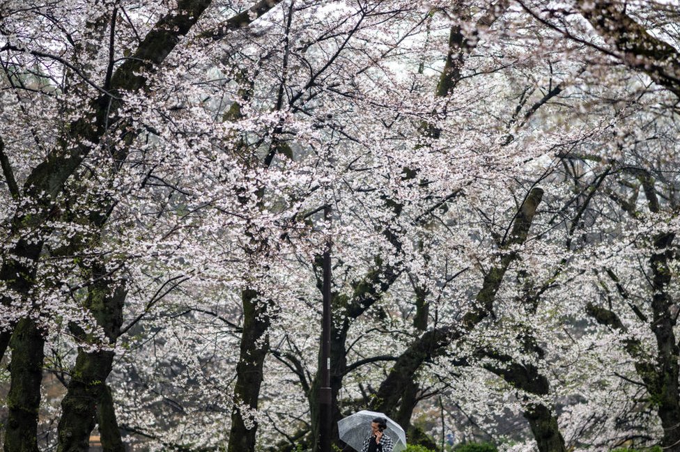 Proleće je stiglo: Prelepi prizori cvetanja u fotografijama 14 A man talks on his mobile phone under cherry blossoms during a rainy day at Inokashira Park in Tokyo on April 3, 2024.
