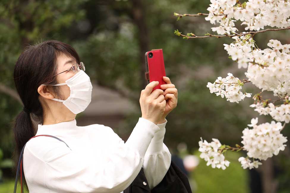 Proleće je stiglo: Prelepi prizori cvetanja u fotografijama 13 A woman takes photos of cherry blossoms in full bloom at Chidorigafuchi Park in Tokyo.