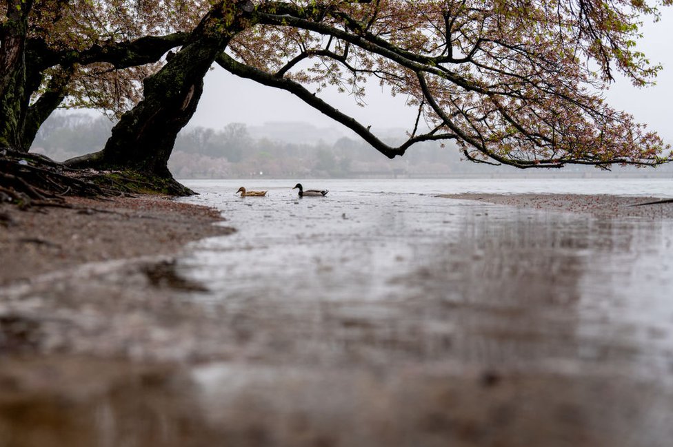 Proleće je stiglo: Prelepi prizori cvetanja u fotografijama 10 Ducks swim above a walking path completely submerged in flood waters along the Tidal Basin, April 3, 2024, in Washington, DC.