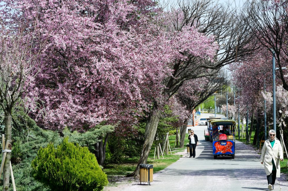 People walk along a path surrounded by blooming cherry blossom trees as they enjoy a sunny day in Goksu Park in Ankara, Turkey on April 2, 2024