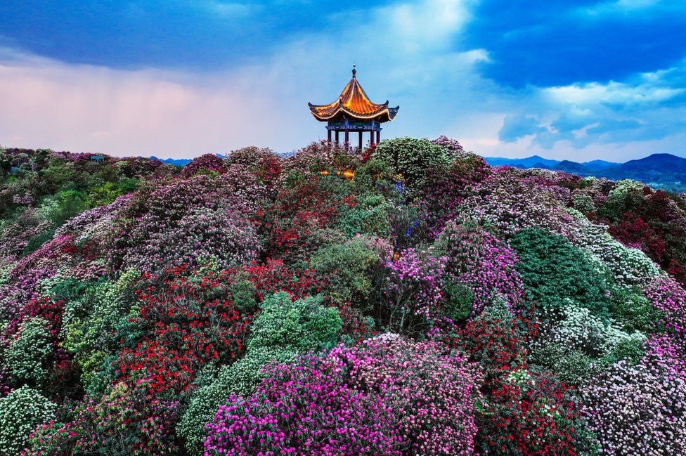 Proleće je stiglo: Prelepi prizori cvetanja u fotografijama 4 Aerial view of azalea flowers in bloom at the One Hundred Mile Azalea Forest in spring on April 1, 2024 in Bijie, Guizhou Province of China.