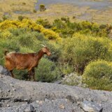 Životinje: Italijansko ostrvo nudi divlje koze za usvajanje 6